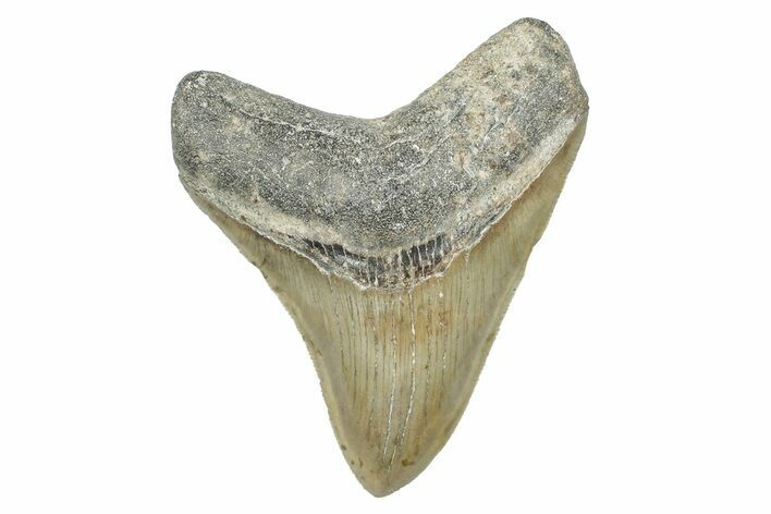 Serrated, Fossil Megalodon Tooth - North Carolina #275558
